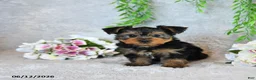 Yorkshire Terrier dogs for sale: Curvin - Ad 3