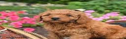 Mini Goldendoodle dogs for sale: Buster - Ad 3