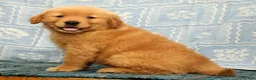 Golden Retriever dogs for sale: Harry - Ad 2