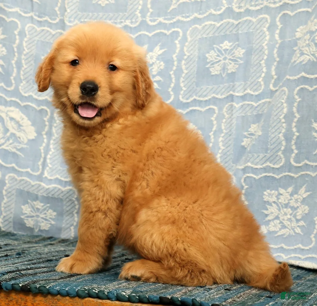 Golden Retriever dogs for sale: Harry - Ad 2