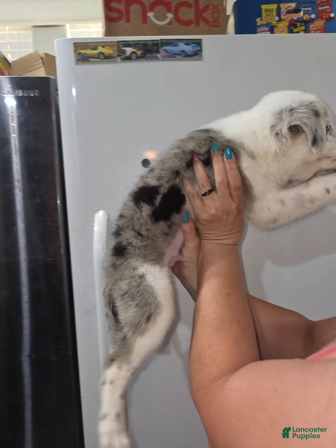 Mixed Breed dogs for sale: Kevin - Ad 2