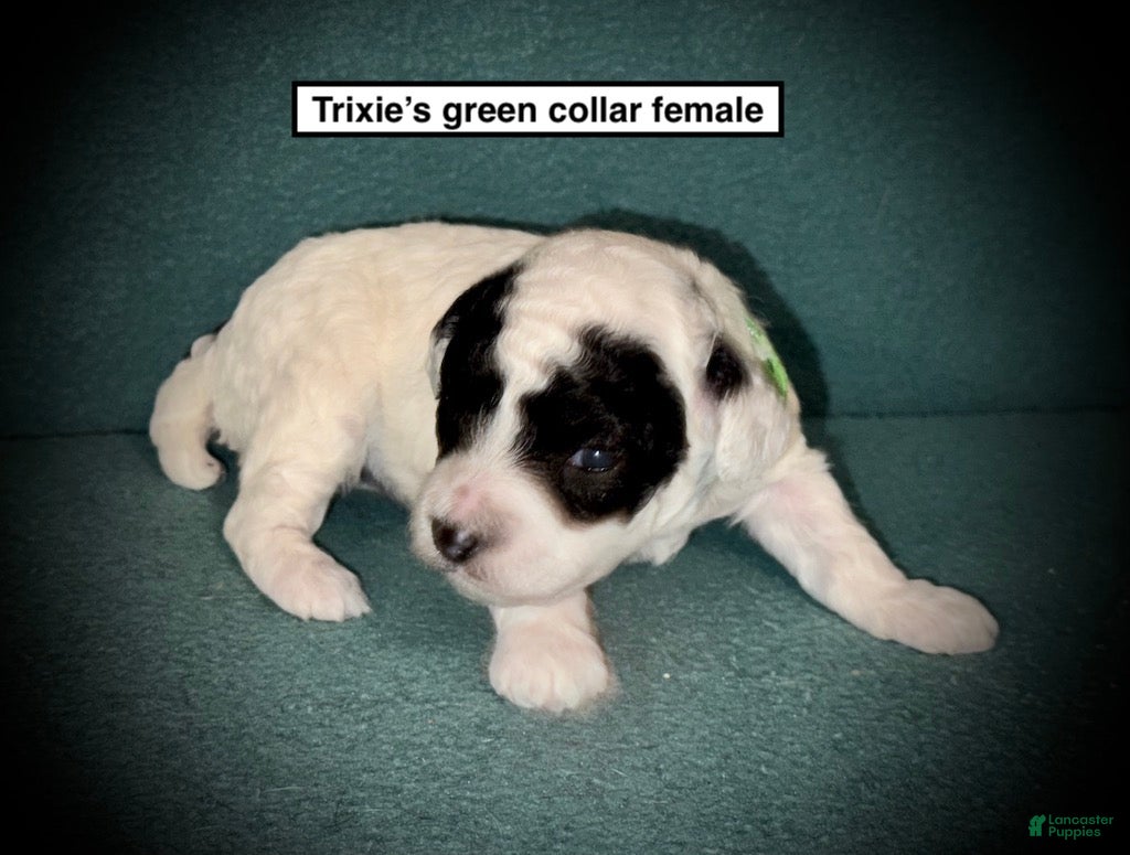 Toy Poodle dogs AKC Trixie's Green Collar Female - Ad 23