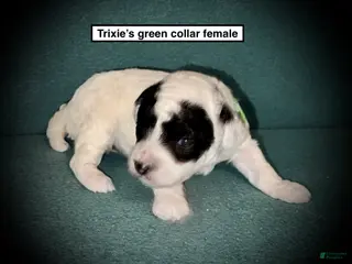 Toy Poodle dogs AKC Trixie's Green Collar Female - Ad 23