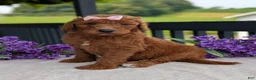 Goldendoodle dogs for sale: Miss Emmie - Ad 13