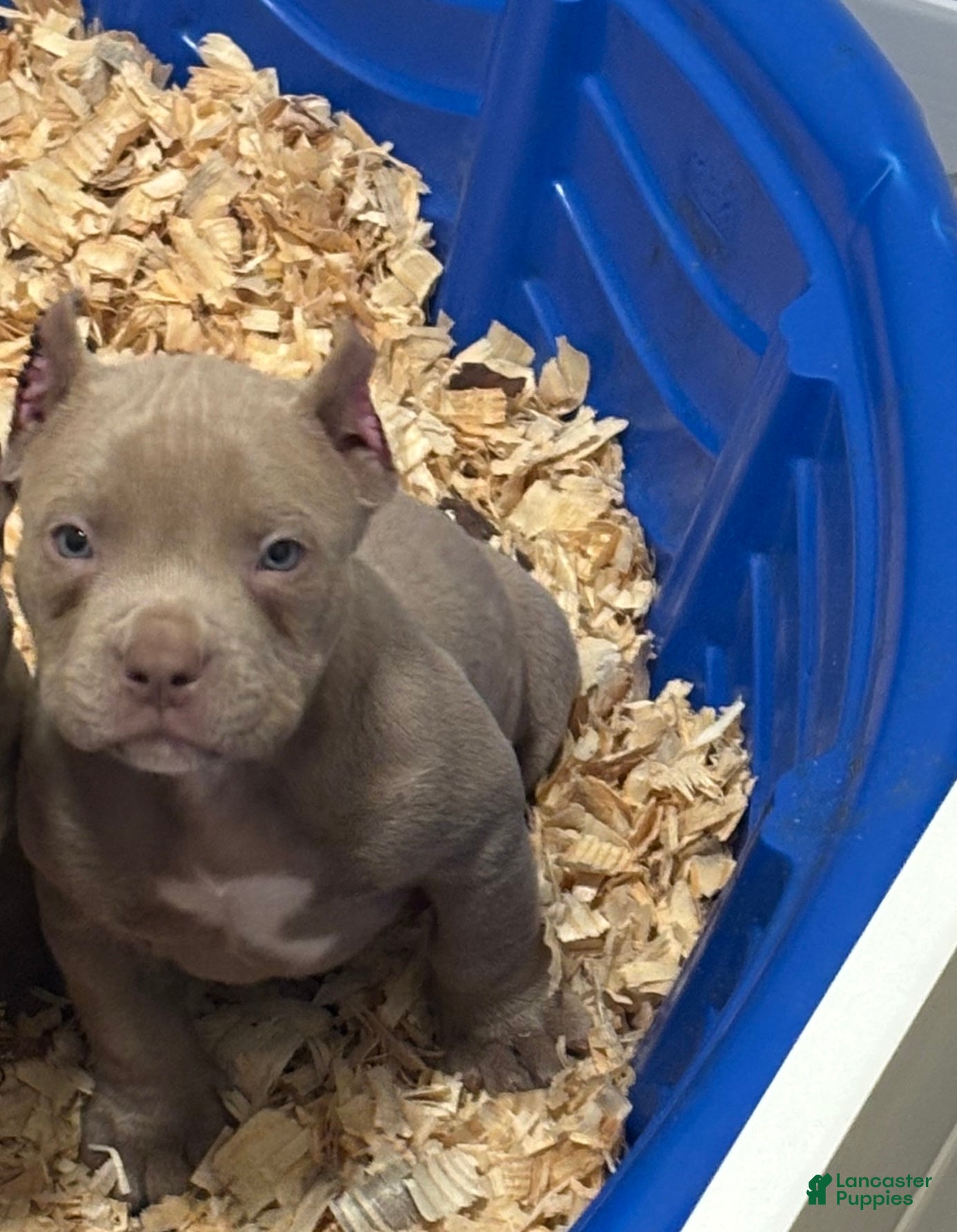 American Bully dogs Godzilla Jr  - Ad 31