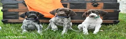 German Shorthaired Pointer dogs for sale: Ruby - Ad 5