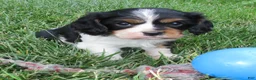 Cavalier King Charles Spaniel dogs for sale: Bella - Ad 7