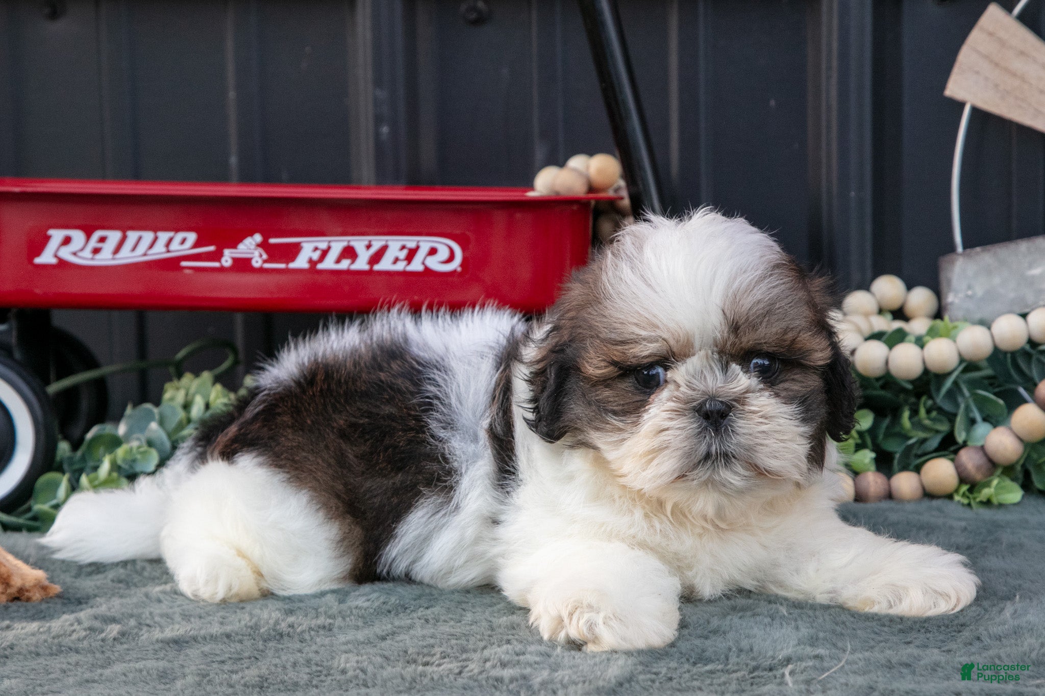 Shih Tzu dogs Connor - Ad 2