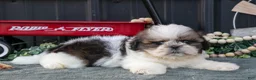 Shih Tzu dogs for sale: Connor - Ad 2