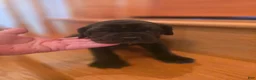 Mixed Breed dogs for sale: Ingrid - Ad 3