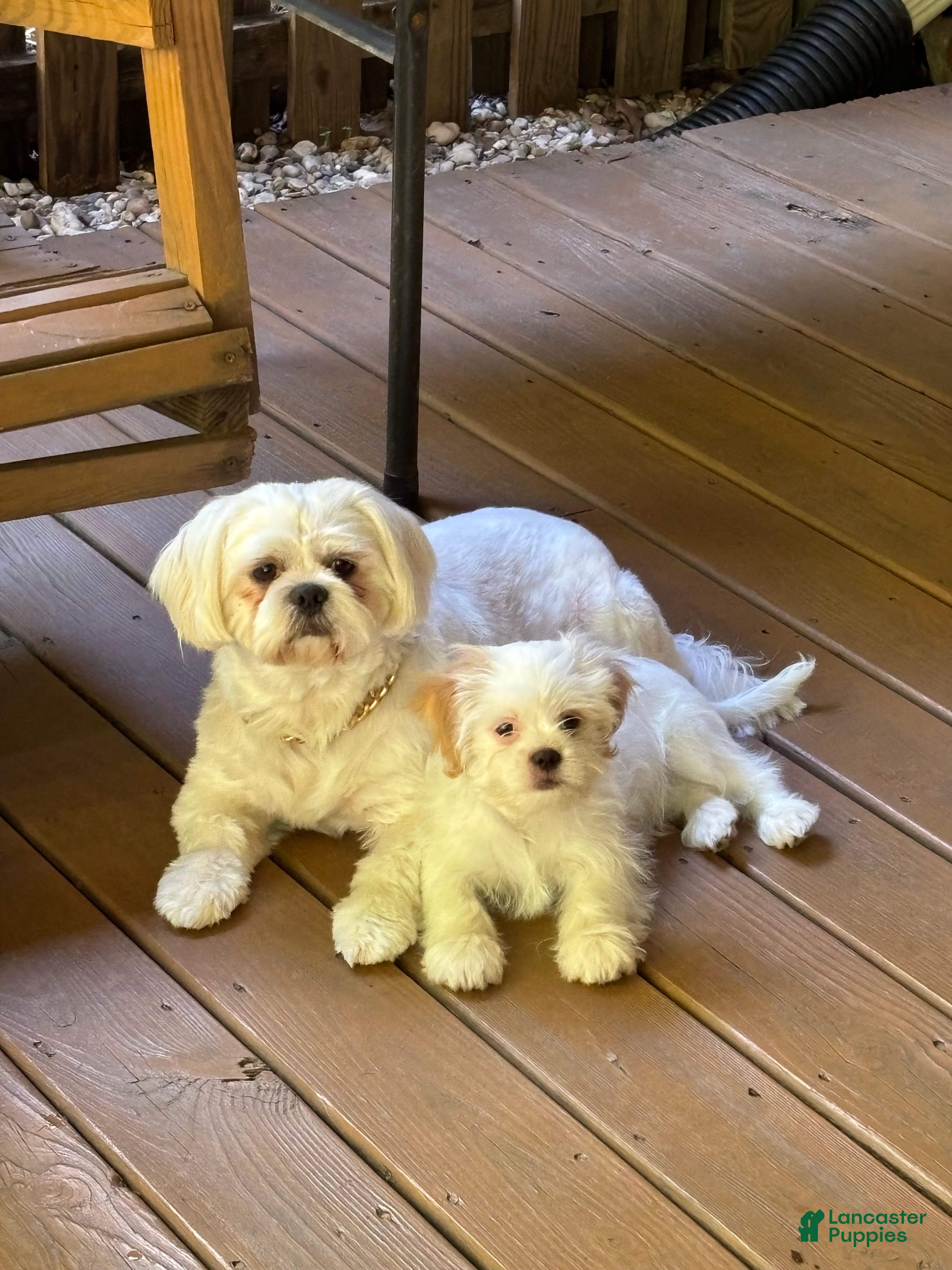 Shih Tzu dogs Shiro - Ad 13