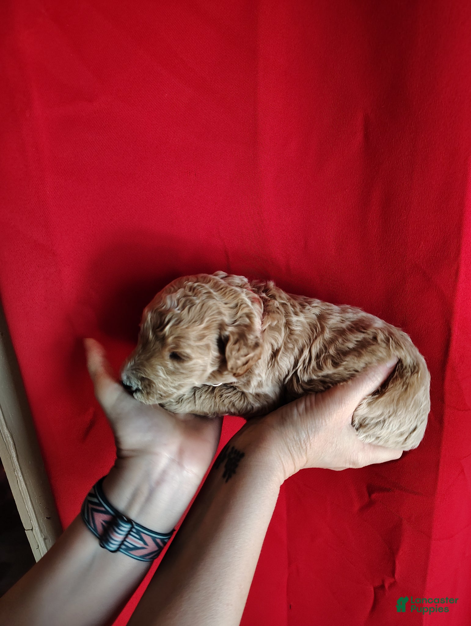 Standard Poodle dogs Standard Poodle Puppy 3 - Ad 20