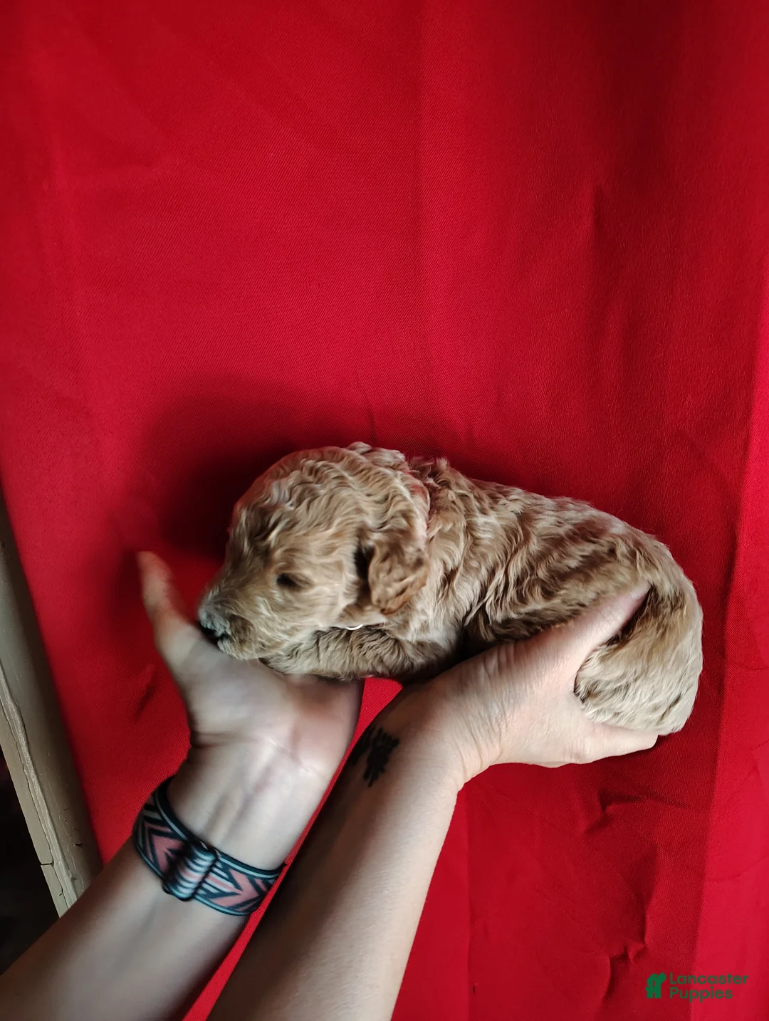 Standard Poodle dogs for sale: Standard Poodle Puppy 3 - Ad 1