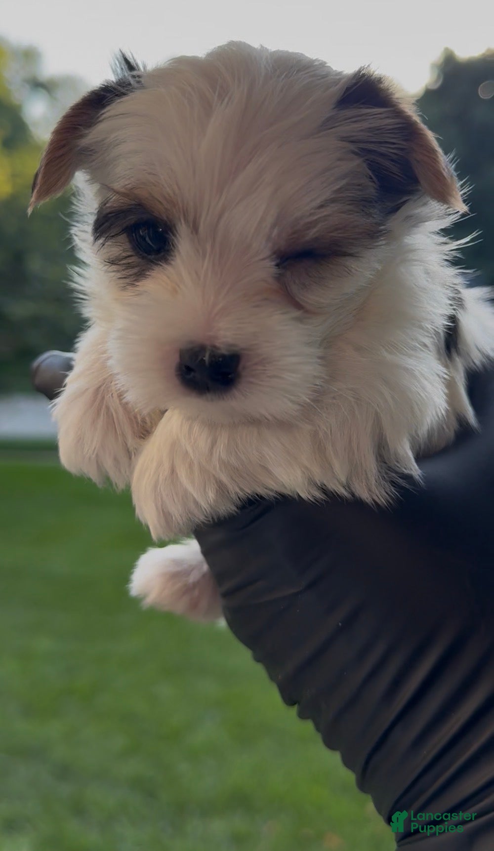 Yorkshire Terrier Puppy 1