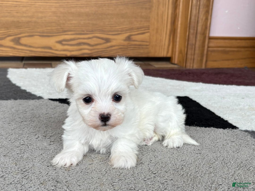 Coton De Tulear dogs for sale: Nadine - Ad 2
