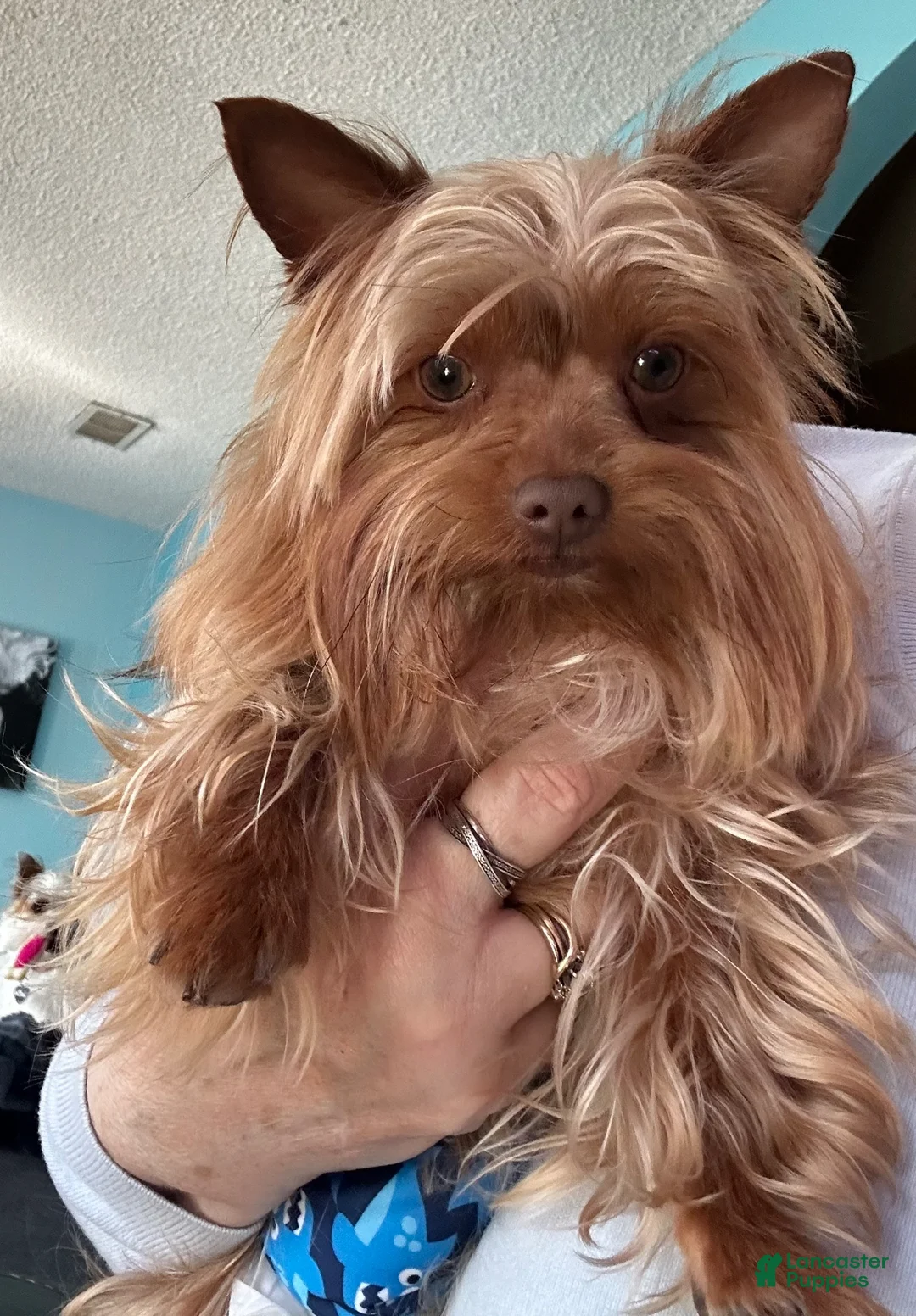 Yorkshire Terrier dogs for sale: AKC Leo - Ad 8