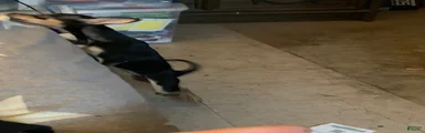 Chihuahua Puppy 2