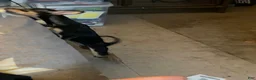 Chihuahua dogs for sale: Chihuahua Puppy 2 - Ad 1