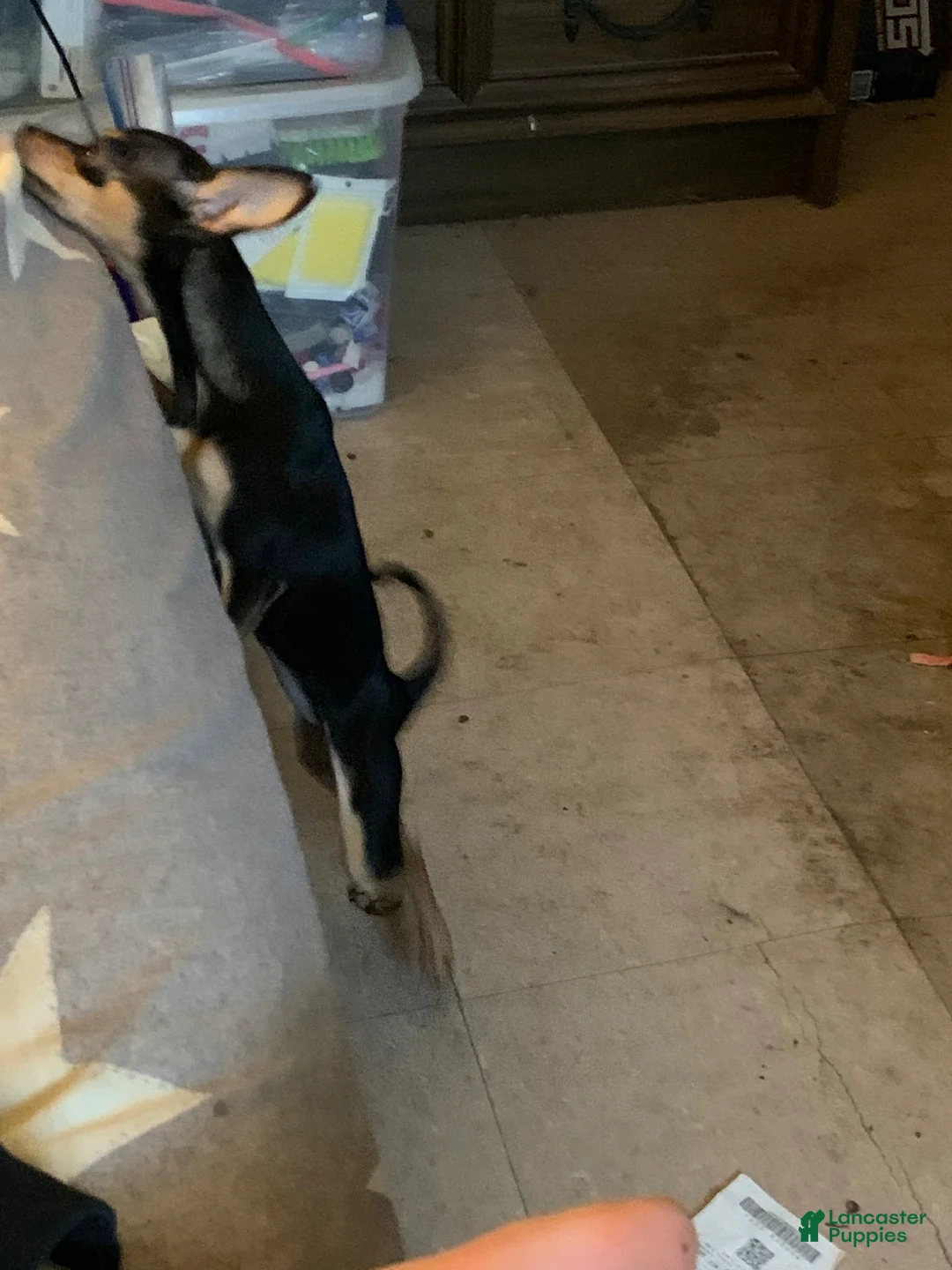 Chihuahua dogs for sale: Chihuahua Puppy 2 - Ad 1
