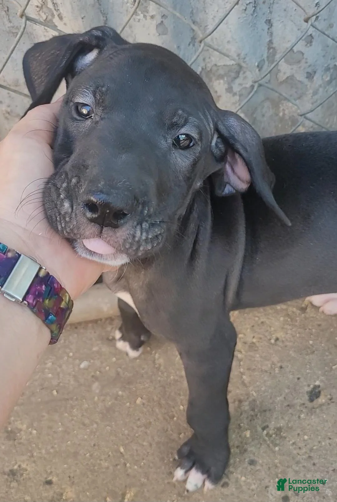 Great Dane dogs for sale: Great Dane RED-FEMALE - Ad 1