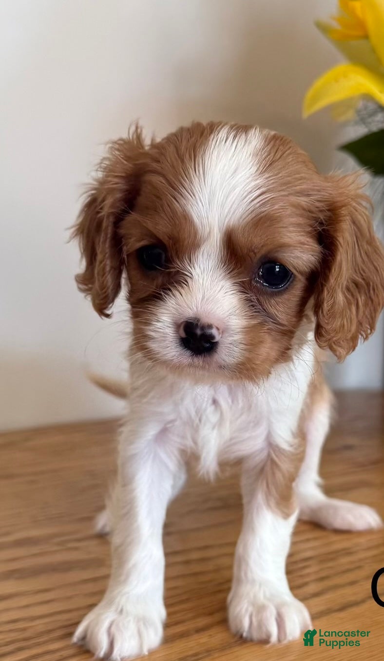 Cavalier King Charles Spaniel dogs Cookie Cavalier King Charles Spaniel  - Ad 2
