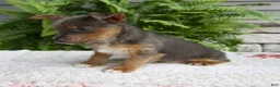 Yorkshire Terrier dogs for sale: Tinker - Ad 3