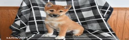 Shiba Inu dogs for sale: Josie - Ad 3