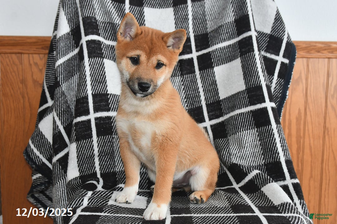 Shiba Inu dogs for sale: Josie - Ad 3