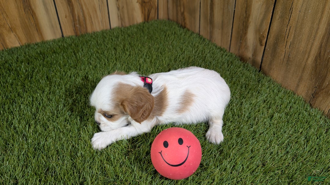 Cavalier King Charles Spaniel dogs for sale: Sally Girl 3 - Ad 4