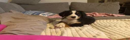 Bernese Mountain Dog dogs for sale: CamoGreen - Ad 19