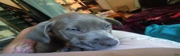 Mixed Breed dogs for sale: Cane Corso 1 - Ad 4