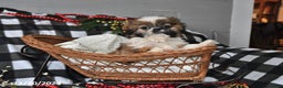 Shih Tzu dogs for sale: Darrin - Ad 8