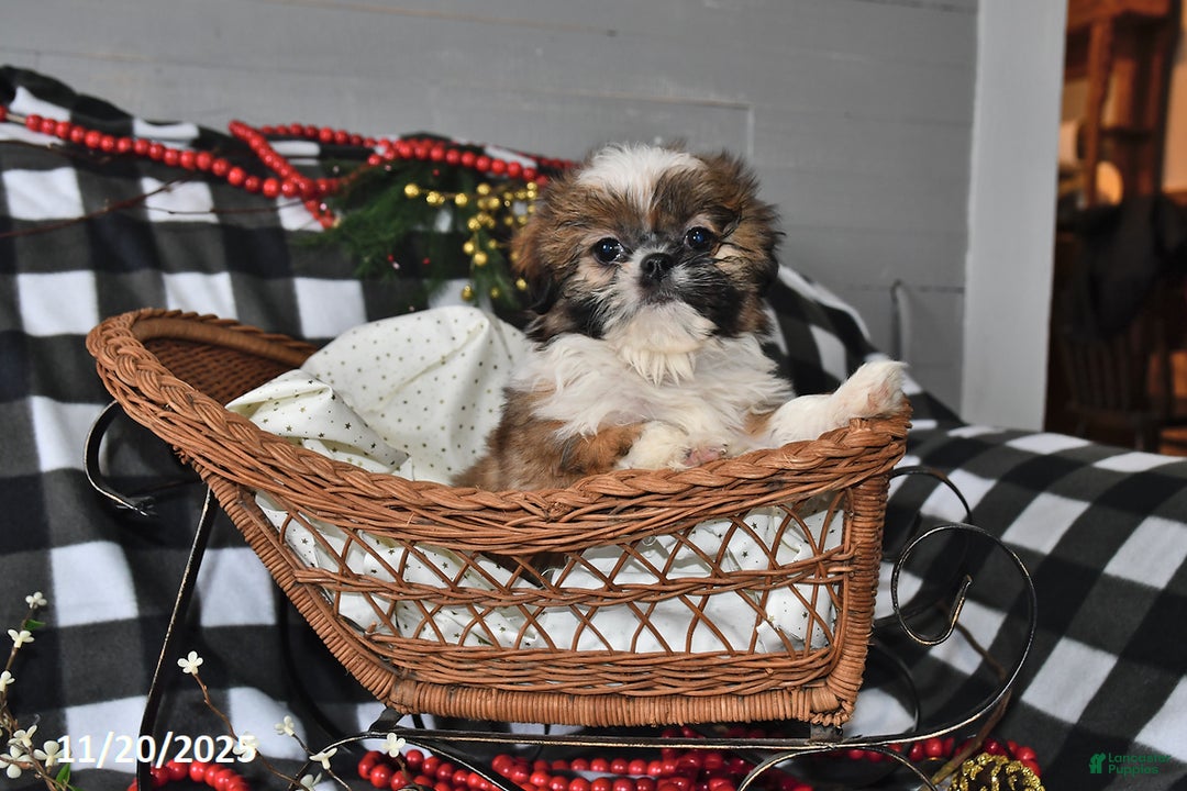 Shih Tzu dogs for sale: Darrin - Ad 8