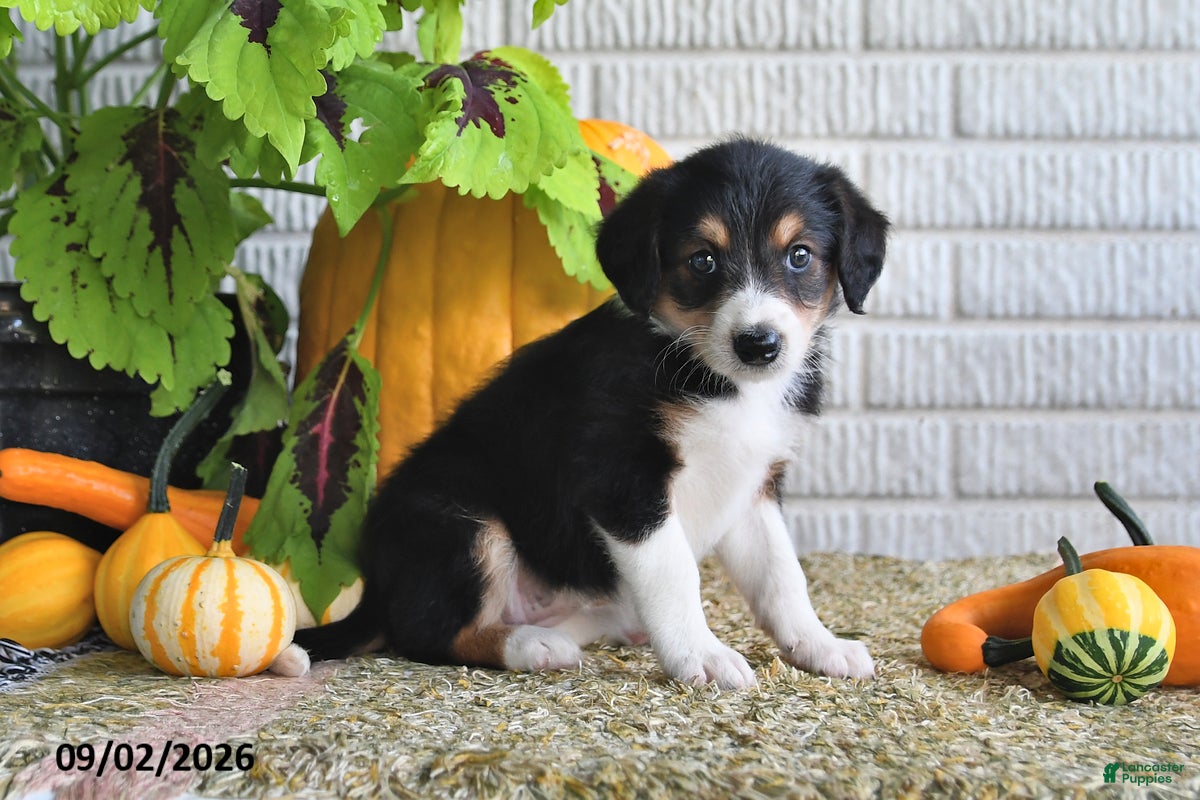 Mixed Breed dogs Karla - Ad 1