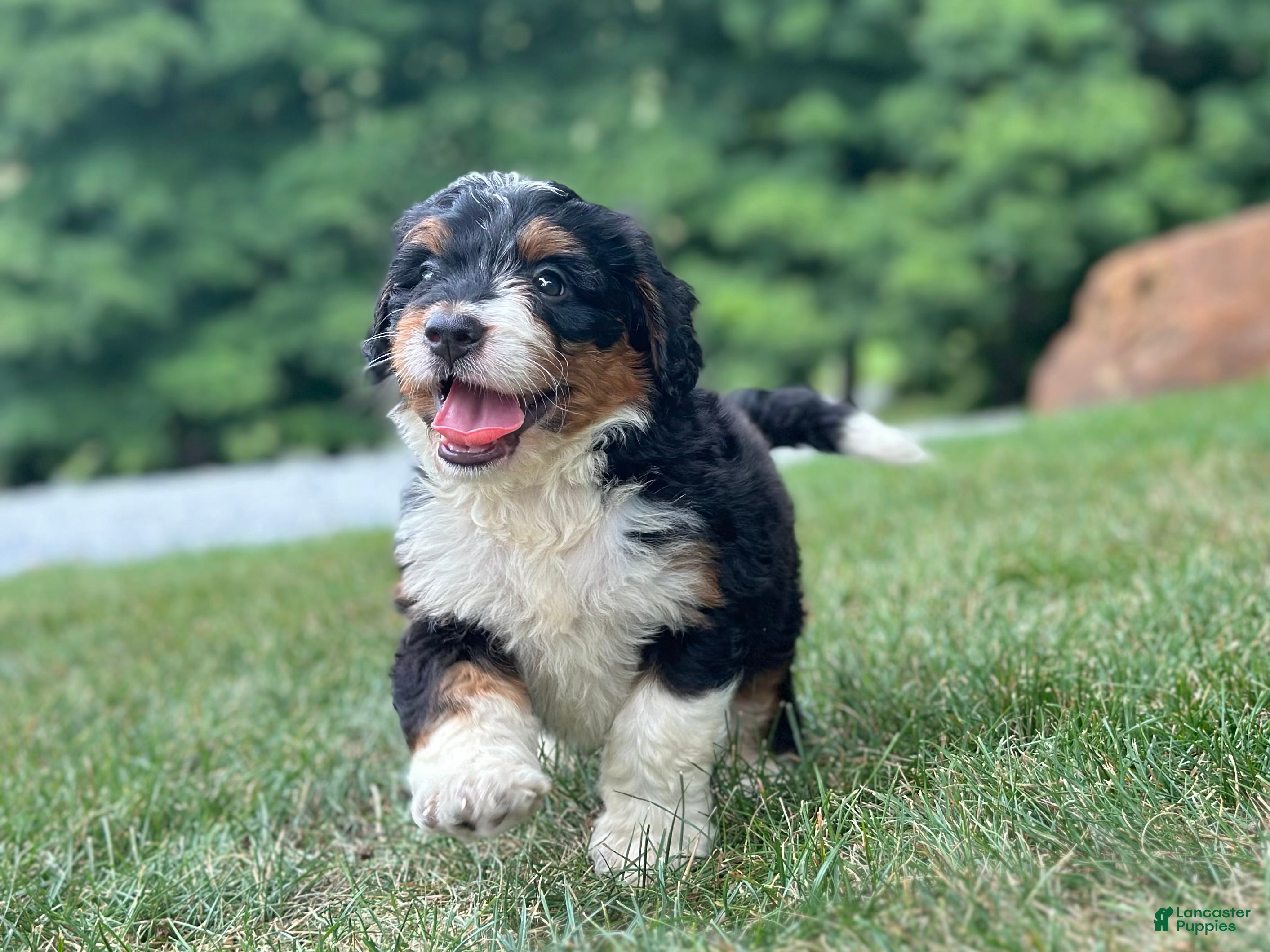 Mini Bernedoodle dogs Blossom - Ad 2