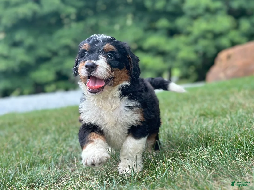 Mini Bernedoodle dogs for sale: Blossom - Ad 2