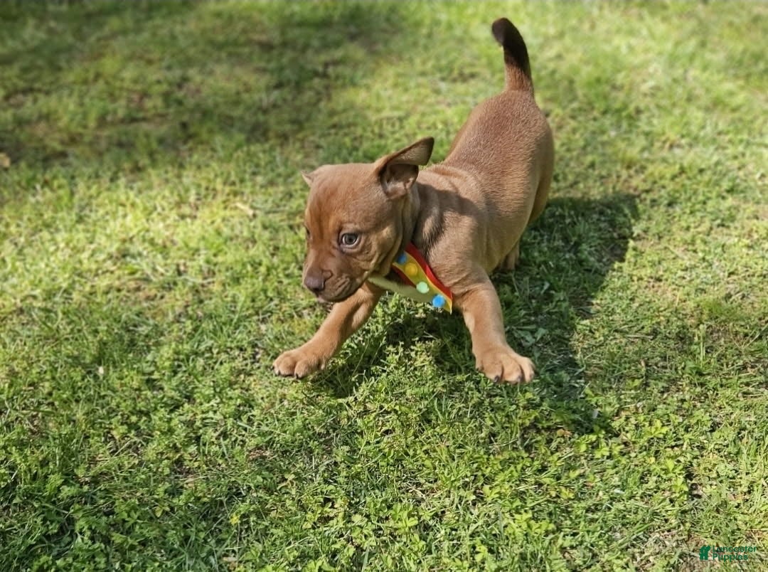 Mixed Breed dogs for sale: English Bulldog x Catahoula Boy - Ad 4