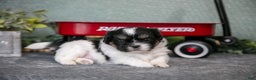 Shih Tzu dogs for sale: Sherry - Ad 3