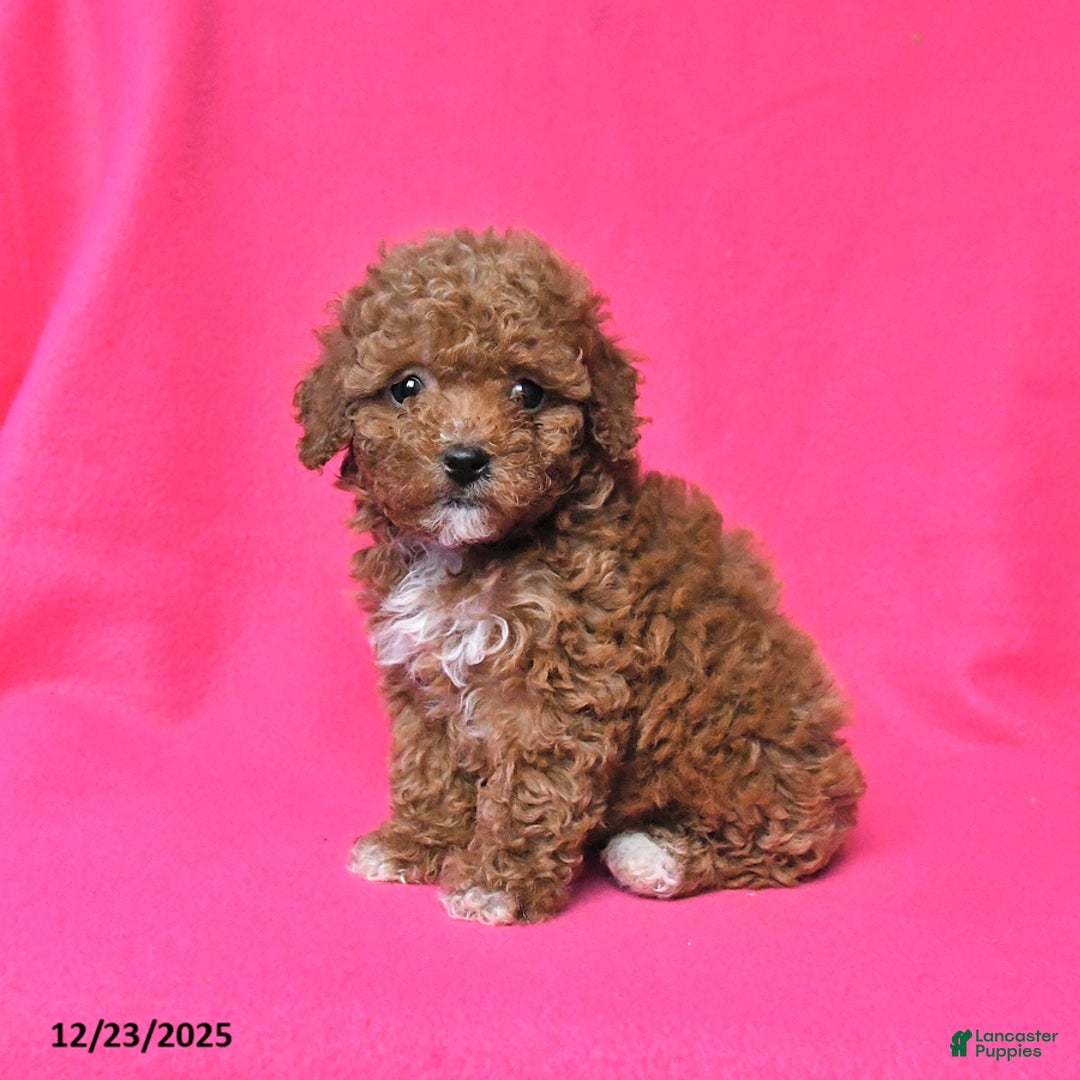 Toy Poodle dogs for sale: Rosie - Ad 2