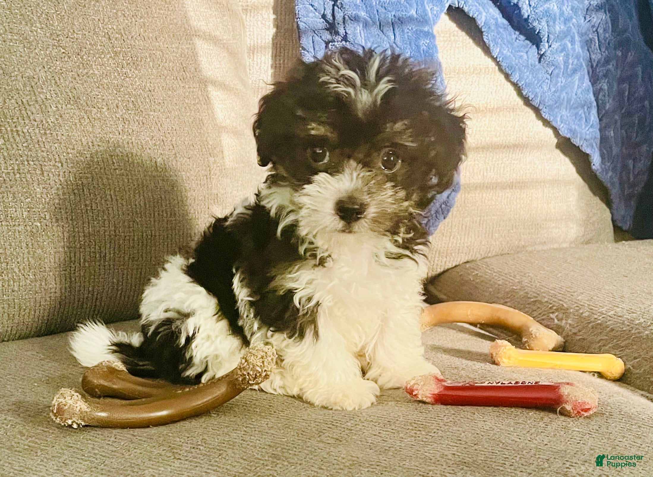Havanese dogs Toy sized Star - Ad 1