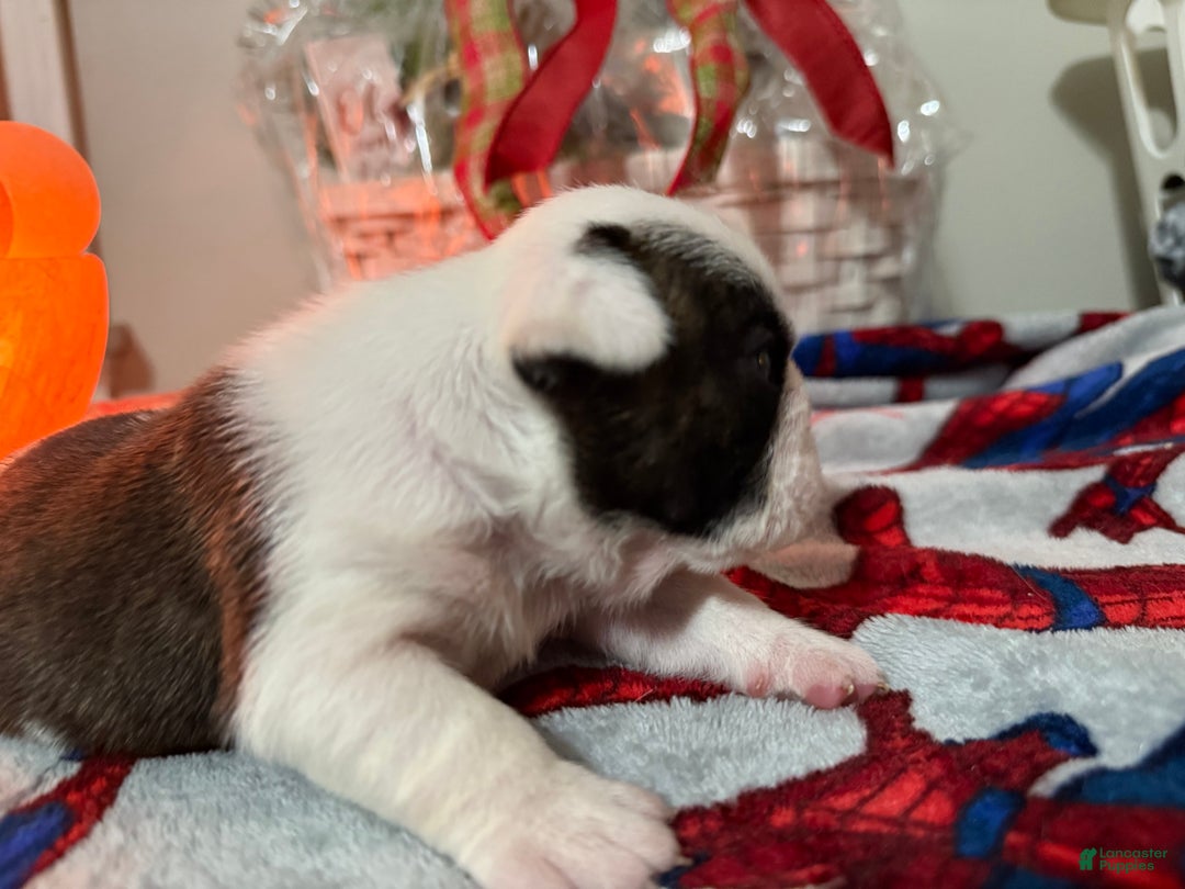 English Bulldog dogs for sale: English Bulldog Puppy 3 - Ad 4