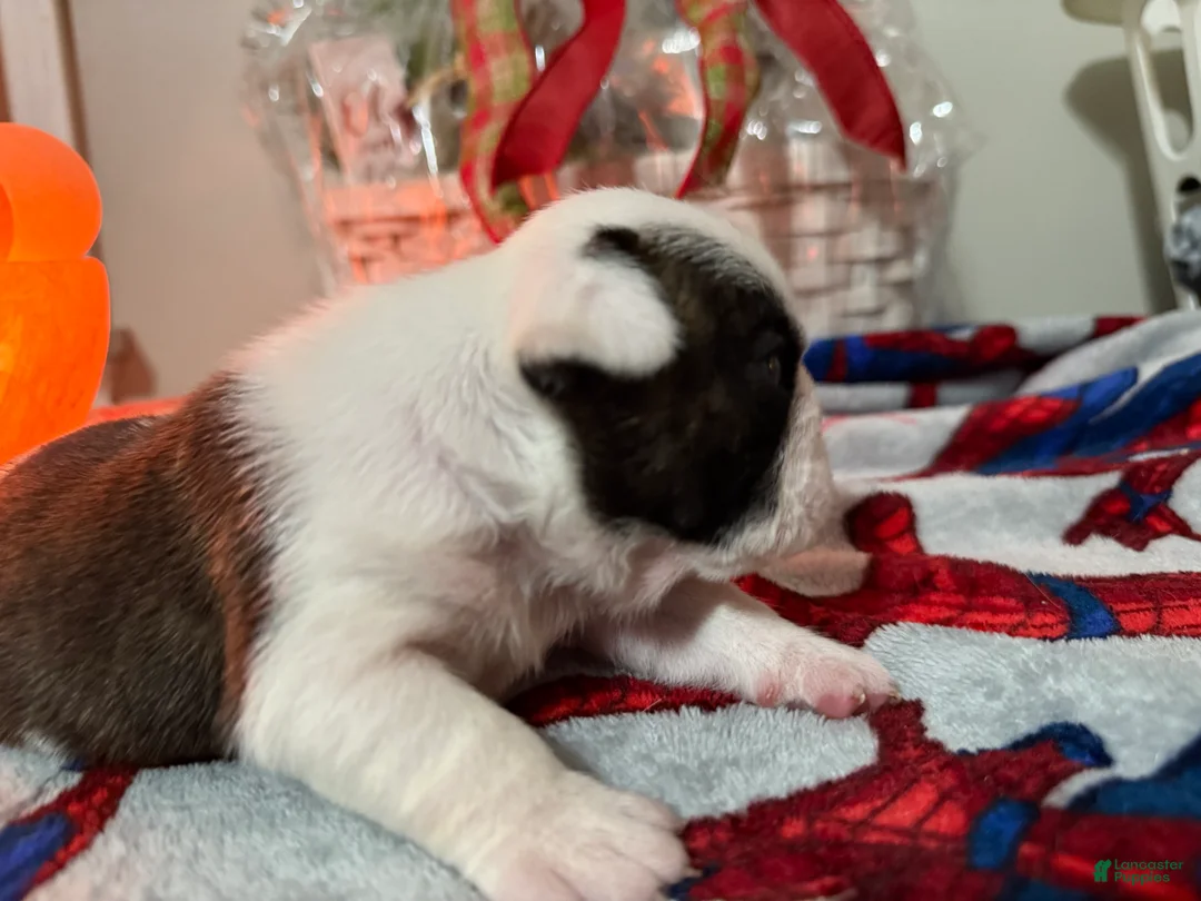 English Bulldog dogs for sale: English Bulldog Puppy 3 - Ad 4