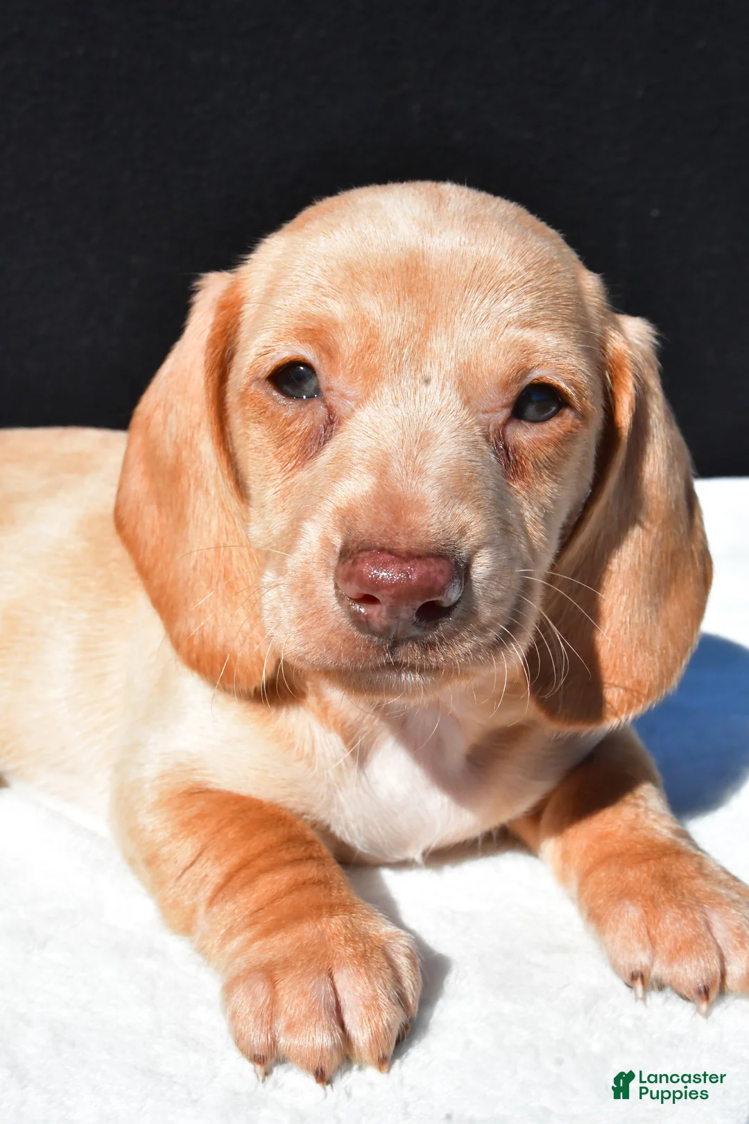 Dachshund dogs for sale: Sammy - Ad 9