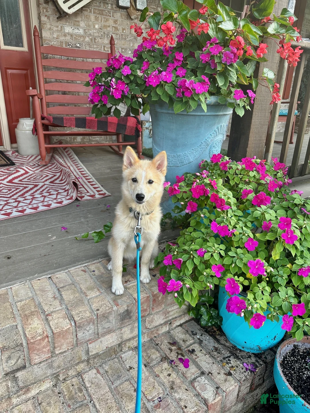 Pomsky dogs for sale: hunter - Ad 5