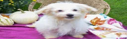 Maltese dogs for sale: Rusty ✨ - Ad 4