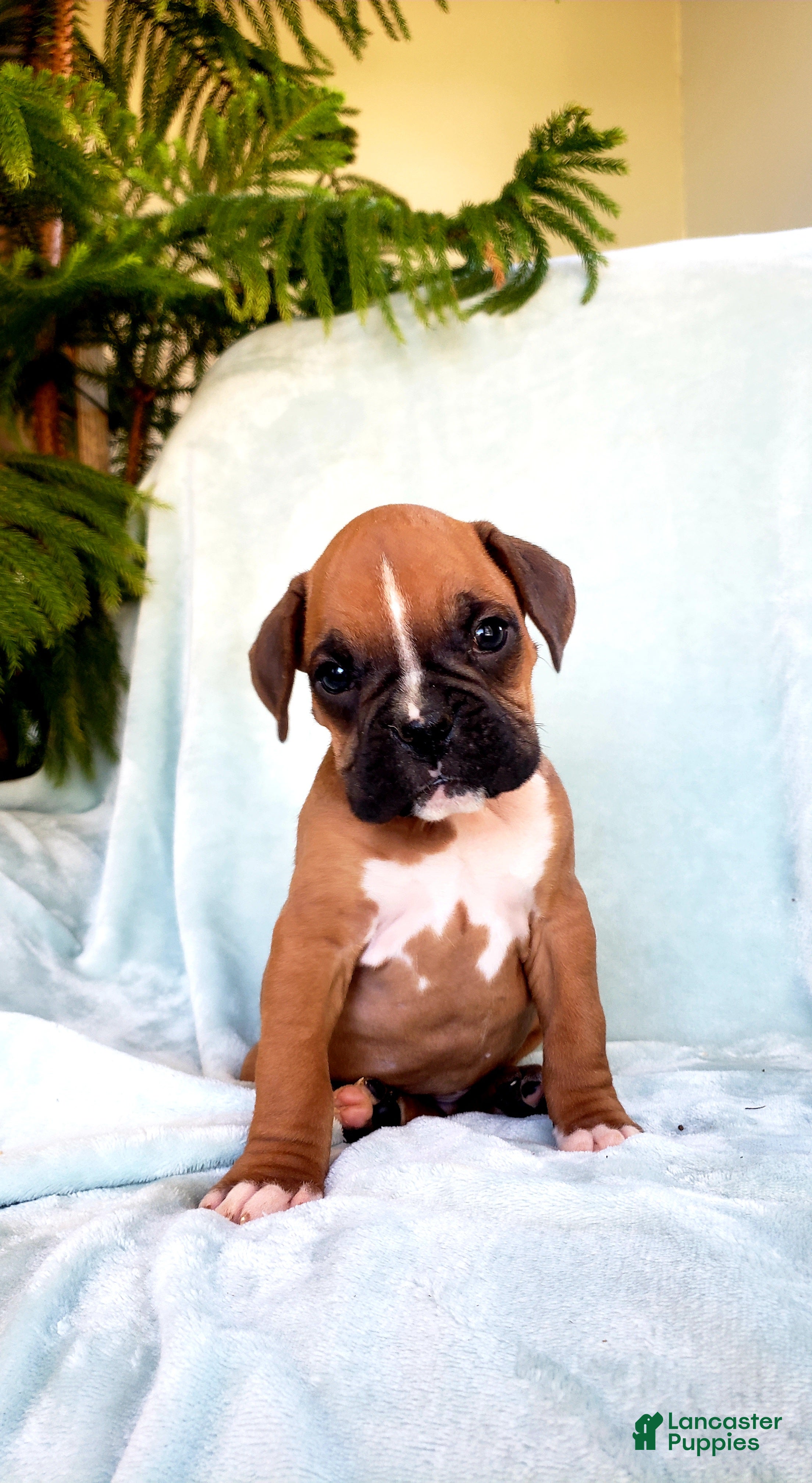 Boxer dogs Kennedy - Ad 30