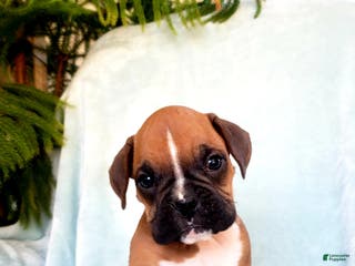 Boxer dogs Kennedy - Ad 35