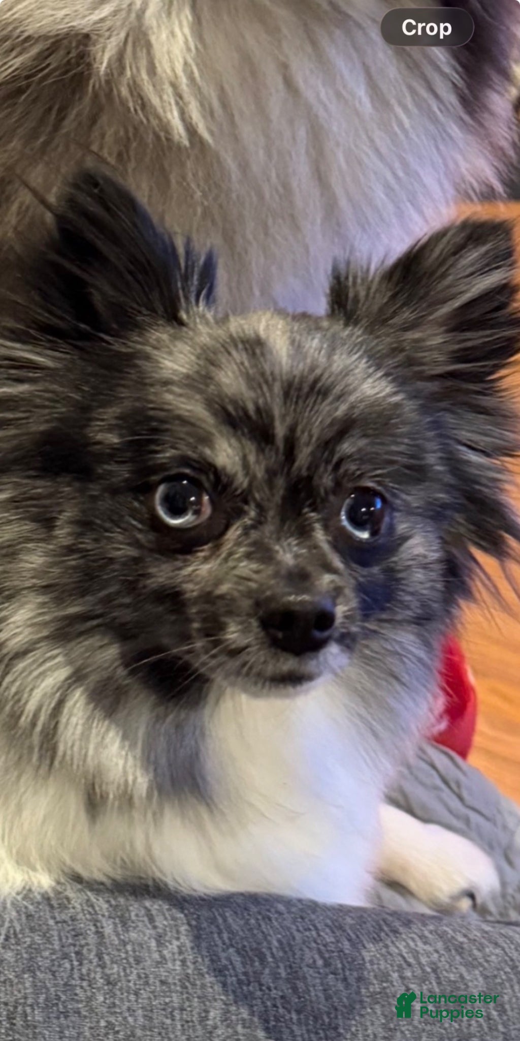 Pomeranian dogs Dolly ( Parton )  - Ad 2