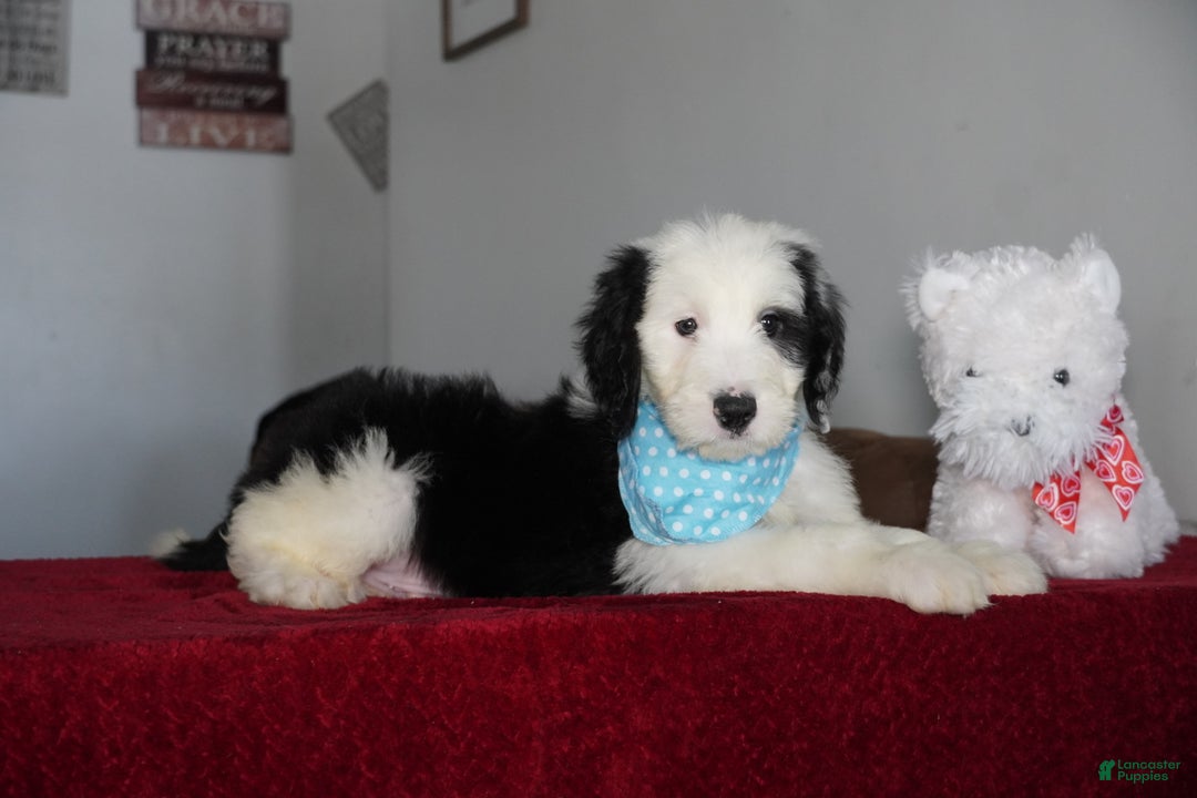 Sheepadoodle dogs for sale: Oreo - Ad 5