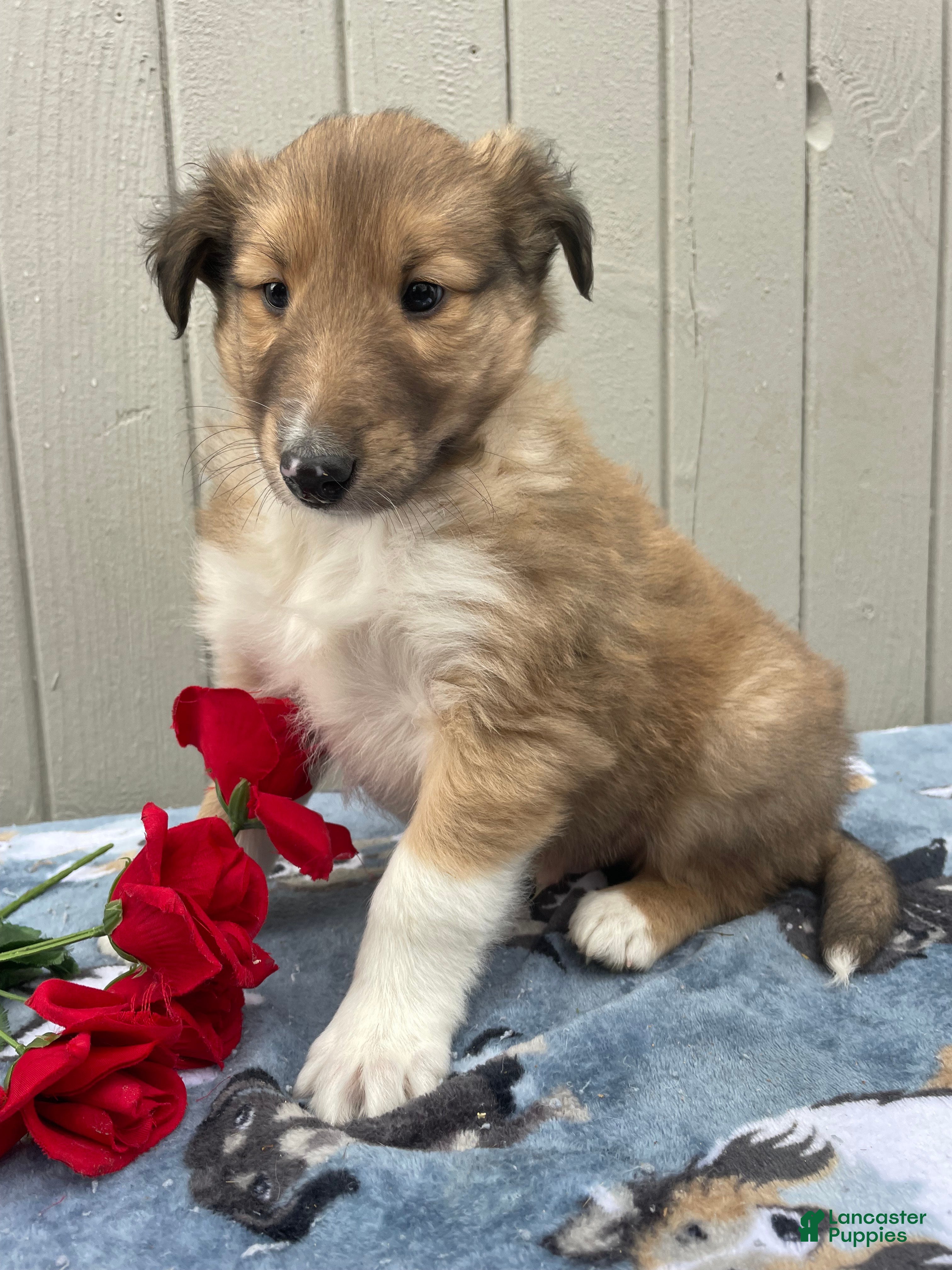 Collie dogs Calvin - Ad 13